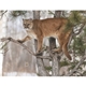 North American Wildlife Calendar