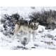 North American Wildlife Calendar