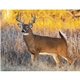 North American Wildlife Calendar