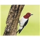 Songbirds Appointment Calendar - Stapled