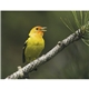 Songbirds Appointment Calendar - Stapled
