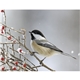 Songbirds Appointment Calendar - Stapled
