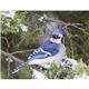 Songbirds Appointment Calendar - Stapled