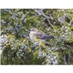 Songbirds Appointment Calendar - Stapled