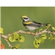 Songbirds Appointment Calendar - Stapled