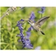 Songbirds Appointment Calendar - Stapled