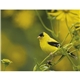 Songbirds Appointment Calendar - Stapled
