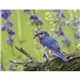 Songbirds Appointment Calendar - Stapled