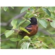 Songbirds Appointment Calendar - Stapled