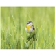 Songbirds Appointment Calendar - Stapled