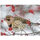Songbirds Appointment Calendar - Stapled