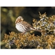 Songbirds Appointment Calendar - Stapled