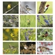 Songbirds Appointment Calendar - Stapled