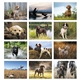 Sporting Dogs - Spiral