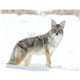 Wildlife Appointment Calendar - Stapled