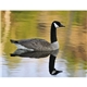 Wildlife Appointment Calendar - Stapled