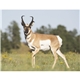 Wildlife Appointment Calendar - Stapled