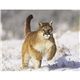 Wildlife Appointment Calendar - Stapled