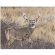 Wildlife Appointment Calendar - Stapled
