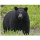 Wildlife Appointment Calendar - Stapled
