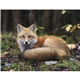 Wildlife Appointment Calendar - Stapled