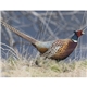 Wildlife Appointment Calendar - Stapled