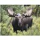 Wildlife Appointment Calendar - Stapled