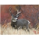 Wildlife Appointment Calendar - Stapled