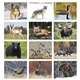 Wildlife Appointment Calendar - Stapled