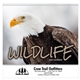 wildlife wall calendar 2026 spiral bound