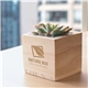 Wooden Cube Grow Kit with Succulent