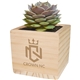 Wooden Cube Grow Kit with Succulent