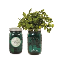Modern Sprout(R) Indoor Herb Garden Kit