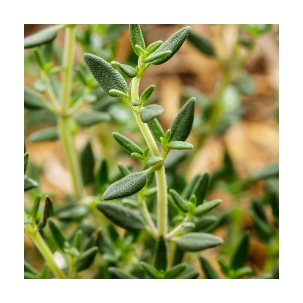 aerial view a group of wooden cube blossom kit, image 12 of 13