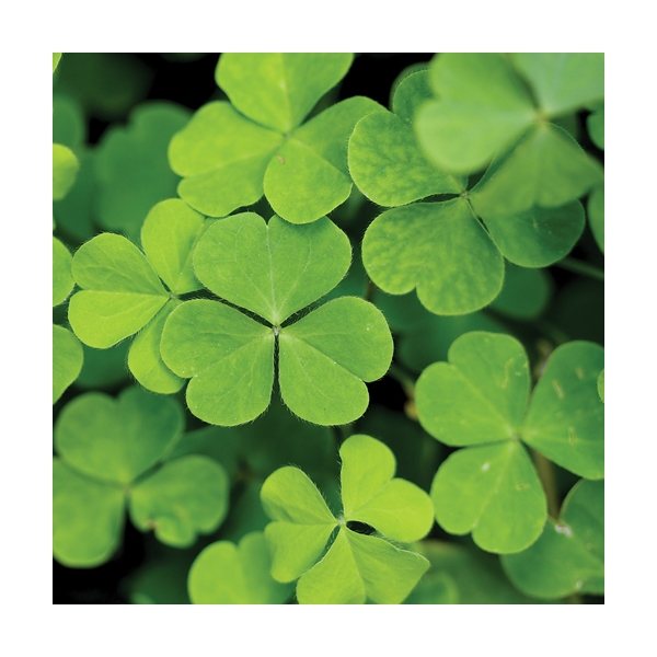 aerial view a group of wooden cube blossom kit, image 13 of 13