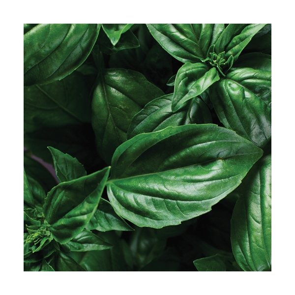 aerial view a group of wooden cube blossom kit, image 3 of 13