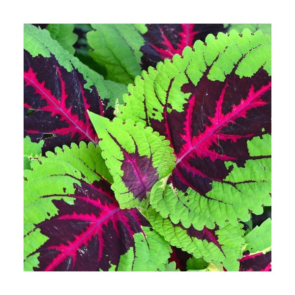 aerial view a group of wooden cube blossom kit, image 4 of 13