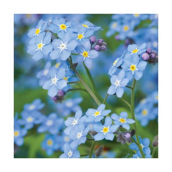 aerial view a group of wooden cube blossom kit, image 5 of 13