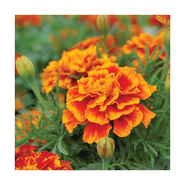 aerial view a group of wooden cube blossom kit, image 6 of 13