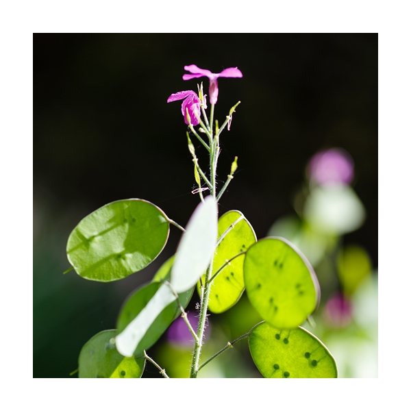 aerial view a group of wooden cube blossom kit, image 7 of 13