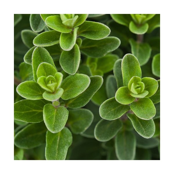 aerial view a group of wooden cube blossom kit, image 8 of 13