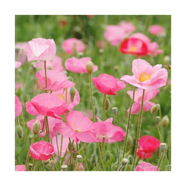 aerial view a group of wooden cube blossom kit, image 9 of 13