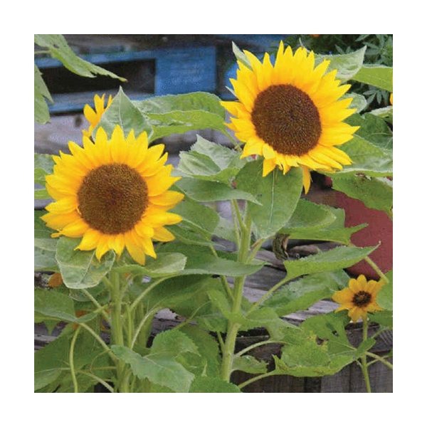 aerial view a group of wooden cube blossom kit, image 10 of 13