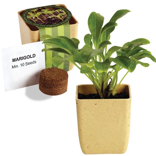 Flower Pot Set With Marigold Seeds